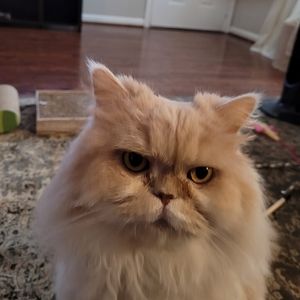 Meet your Posher, Barbie